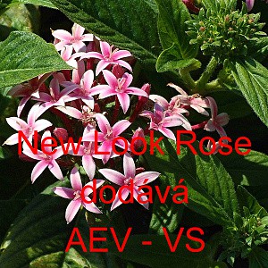 Pětkovec kopinat&yacute; New Look Mix