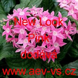 Pětkovec kopinat&yacute; New Look Pink