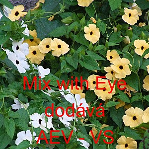 Smatovka kř&iacute;dlat&aacute;, černook&aacute; zuzana, thunbergie Mix with Eye směs s okem