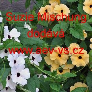 Smatovka kř&iacute;dlat&aacute;, černook&aacute; zuzana, thunbergie Suzie Mischung