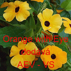 Smatovka kř&iacute;dlat&aacute;, černook&aacute; zuzana, thunbergie Orange with Eye