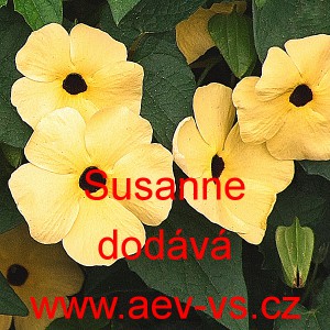 Smatovka kř&iacute;dlat&aacute;, černook&aacute; zuzana, thunbergie Susanne