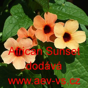 Smatovka kř&iacute;dlat&aacute;, černook&aacute; zuzana, thunbergie African Sunset