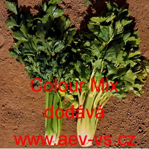 Celer řap&iacute;kat&yacute; Colour Mix