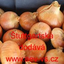 Cibule jarn&iacute; kuchyňsk&aacute; &Scaron;tuttgartsk&aacute;