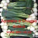 Cibule jarn&iacute; kuchyňsk&aacute; Agostana di Chioggia