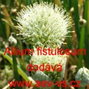 Cibule zimn&iacute; vytrval&aacute;, asijsk&yacute; o&scaron;lejch