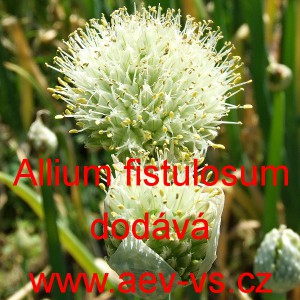 Cibule zimn&iacute; vytrval&aacute;, asijsk&yacute; o&scaron;lejch