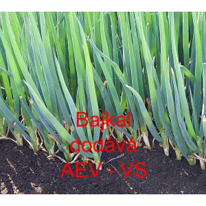 Cibule zimn&iacute; sečka Bajkal