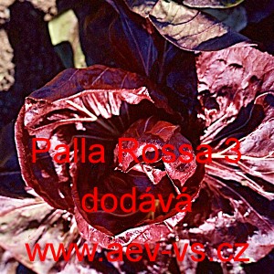 Čekanka obecn&aacute; hl&aacute;vkov&aacute; Palla Rossa 3