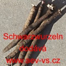 Čern&yacute; kořen Had&iacute; mord &scaron;panělsk&yacute; Schwarzwurzeln