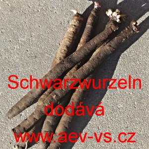 Čern&yacute; kořen Had&iacute; mord &scaron;panělsk&yacute; Schwarzwurzeln