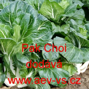 Č&iacute;nsk&eacute; zel&iacute; Pak Choi White