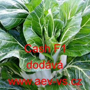 Č&iacute;nsk&eacute; zel&iacute; hybridn&iacute; Cash F1 (pak choy)