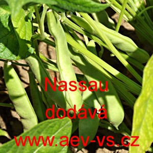 Fazol tyčkov&yacute; Nassau