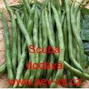 Fazol keř&iacute;čkov&yacute; Scuba