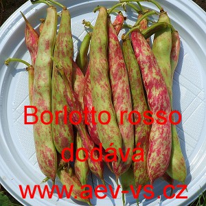 Fazol keř&iacute;čkov&yacute; Borlotto rosso