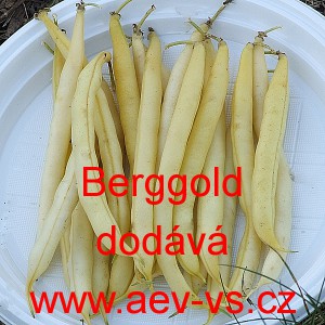 Fazol keř&iacute;čkov&yacute; Berggold