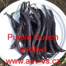 Fazol keř&iacute;čkov&yacute; Purple Queen