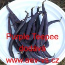 Fazol keř&iacute;čkov&yacute; Purple Teepee