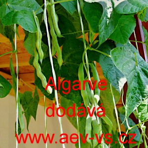 Fazol tyčkov&yacute; Algarve