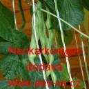 Fazol tyčkov&yacute; Neckark&ouml;nigin