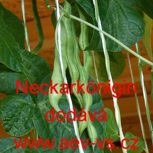 Fazol tyčkov&yacute; Neckark&ouml;nigin