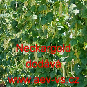 Fazol tyčkov&yacute; Neckargold