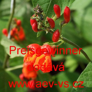 Fazol pnouc&iacute; &scaron;arlatov&yacute; Preisgewinner