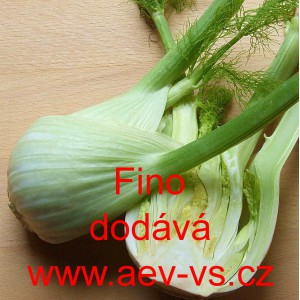 Fenykl obecn&yacute; řap&iacute;kat&yacute; Fino