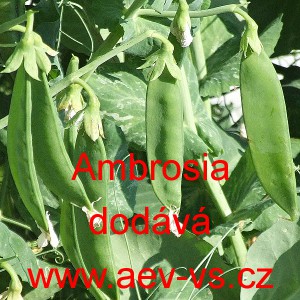 Hr&aacute;ch set&yacute; cukrov&yacute; Ambrosia