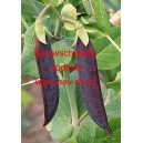 Hr&aacute;ch set&yacute; kapuc&iacute;nsk&yacute; modrolusk&yacute; Blauwschokker