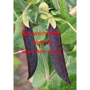 Hr&aacute;ch set&yacute; kapuc&iacute;nsk&yacute; modrolusk&yacute; Blauwschokker