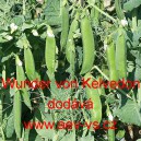 Hr&aacute;ch set&yacute; dřeňov&yacute; Wunder von Kelvedon