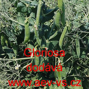 Hr&aacute;ch set&yacute; dřeňov&yacute; Gloriosa