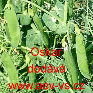 Hr&aacute;ch set&yacute; dřeňov&yacute; Oskar