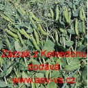 Hr&aacute;ch set&yacute; dřeňov&yacute; Z&aacute;zrak z Kelvedonu