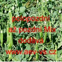 Hr&aacute;ch set&yacute; dřeňov&yacute; polopozdn&iacute; až pozdn&iacute; Mix