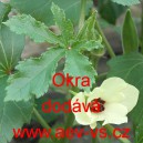 Ibi&scaron;ek jedl&yacute; Okra