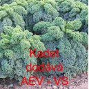 Kapusta kadeřav&aacute; kadeř&aacute;vek zelen&yacute; Kadet