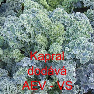 Kapusta kadeřav&aacute; kadeř&aacute;vek zelen&yacute; Kapral