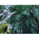 Kapusta kadeřav&aacute; kadeř&aacute;vek zelen&yacute; palmov&yacute; Black Magic F1