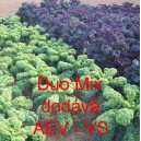 Kapusta kadeřav&aacute; kadeř&aacute;vek Duo Mix