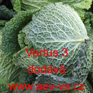 Kapusta hl&aacute;vkov&aacute; Vertus 2