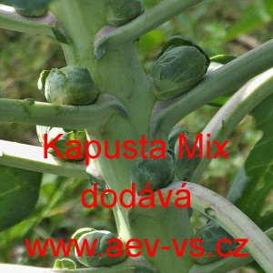 Kapusta růžičkov&aacute; Mix