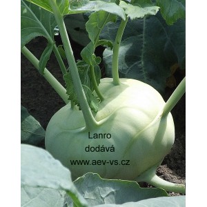 Kedluben b&iacute;l&yacute; Lanro