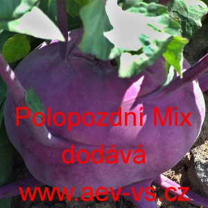 Kedluben modr&yacute; polopozdn&iacute; - pozdn&iacute; Mix