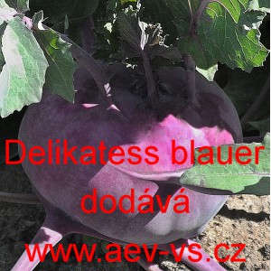 Kedluben modr&yacute; Delikate&szlig; blauer