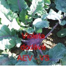 Kedluben modr&yacute; Violeta