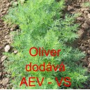 Kopr vonn&yacute; Oliver